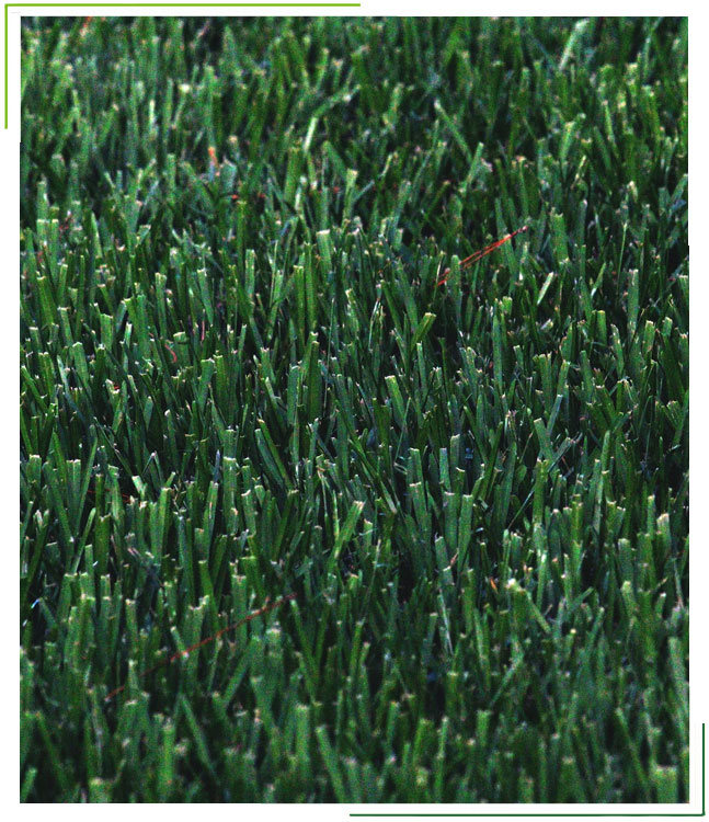 An image representing a Calgary-based company specializing in aeration and fertilization, depicted through the action of treating a vibrant lawn.