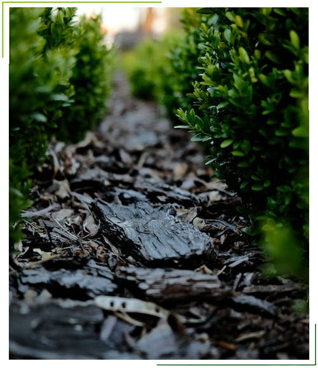 An image depicting a Calgary-based company specializing in mulch installation, showcasing a beautifully mulched garden that exemplifies effective soil management